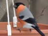 10-10-dscn0956
