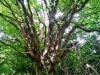 Strom z lesa Fangorn ( utajené miesto v Podkoniciach). Foto mobilom Dušan Koctúr